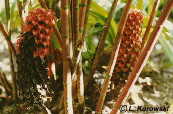 Tepeinochilus ananasowy