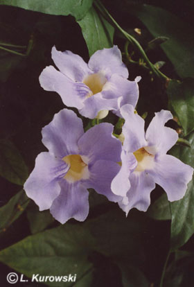 Tunbergia wielkokwiatowa