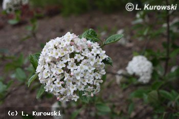 Viburnum burkwoodii
