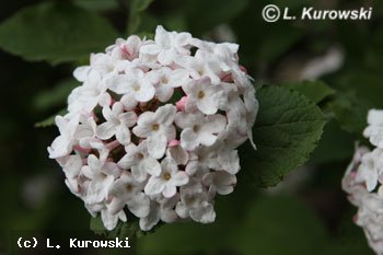 Viburnum, Koreanspice viburnum