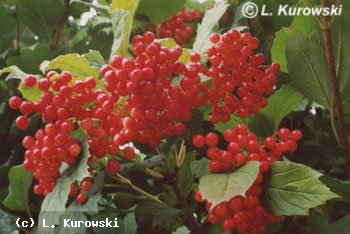 Cranberrybush, 'Compactum' European cranberrybush