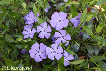 Periwinkle, Common periwinkle
