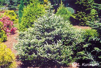 Fir, 'Silberlocke' Korean fir
