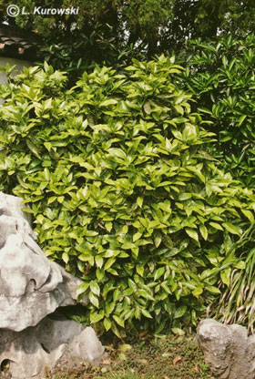 Laurel, 'Crotonifolia' Japanese laurel