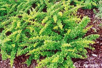 Berberis thunbergii 'Green Carpet'