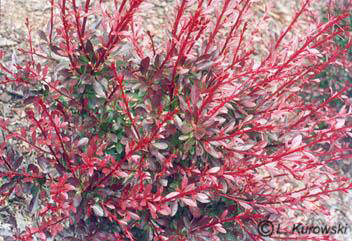 Barberry, 'Red Chief' Japanese barberry