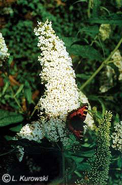Butterflybush, 'White Profusion' Orange Eye butterflybush