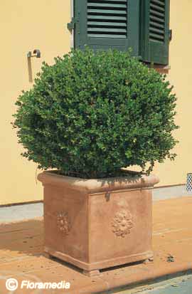 Buxus sempervirens 'Rotundifolia'