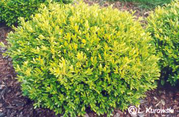 Buxus sempervirens 'Suffruticosa'