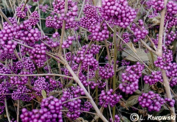 Beautyberry, 'Profussion' Beautyberry