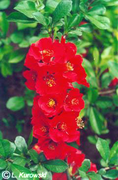 Quince, 'Fire Dance' Flowering quince