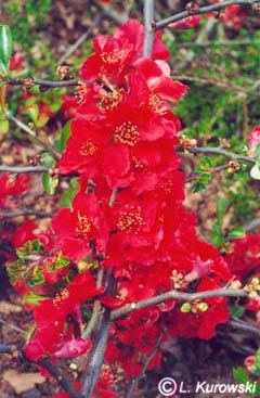 Quince, 'Texas Scarlet' Flowering quince