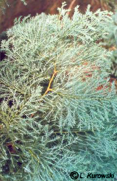 Chamaecyparis pisifera 'Squarrosa'