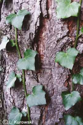 Ivy, 'Thorndale' English ivy