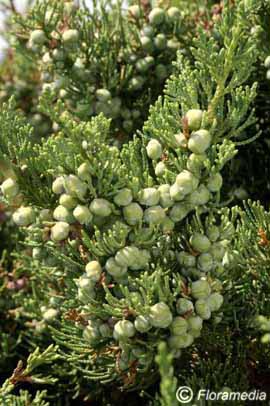Juniper, 'Robusta Green' Chinese juniper