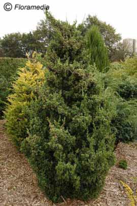 Juniperus chinensis 'Robust Green'