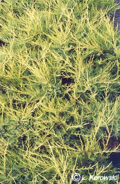 Juniper, 'Kuriwao Gold' Chinese juniper