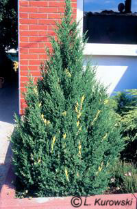 Juniperus chinensis 'Variegata'