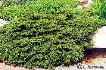 Juniperus communis 'Hornibrooki'