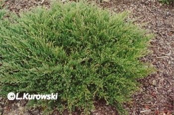 Juniperus horizontalis 'Prostrata'