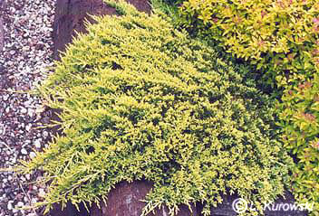Juniperus horizontalis 'Golden Carpet'