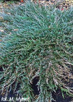 Juniperus horizontalis 'Prince of  Wales'