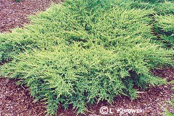 Juniperus media 'Pfitzeriana Compacta'