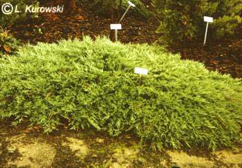 Juniperus sabina 'Broadmoor'