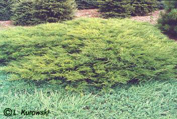 Juniperus sabina 'Arcadia'