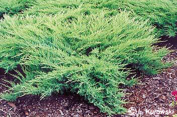 Juniperus sabina 'Glauca'