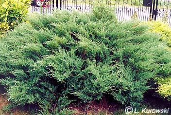 Juniperus sabina 'Mas'