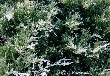 Juniperus sabina 'Variegata'