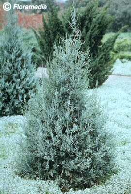 Juniperus scopulorum 'Blue Heaven'