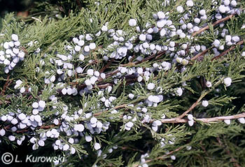 Juniperus virginiana 'Hetz' (media 'Hetzii')