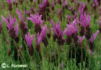 Lavender, 'Papillon' French lavender