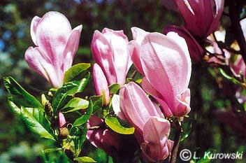 Magnolia, 'George Henry Kern' Magnolia