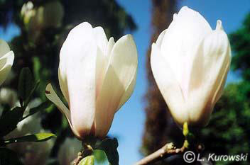 Magnolia, 'Alba Superba' Chinese magnolia