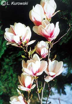 Magnolia, 'Alexandrina' Chinese magnolia