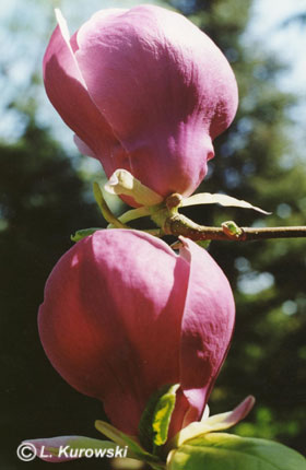 Magnolia Soulangea 'Lennei'