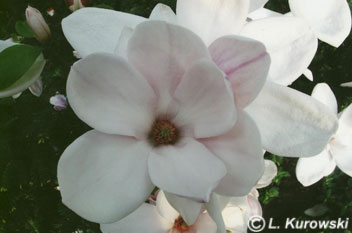 Magnolia soulangeana 'Speciosa'