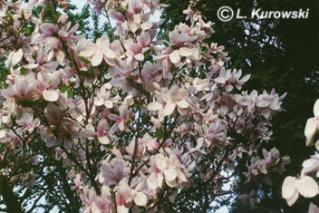 Magnolia soulangeana 'Speciosa'