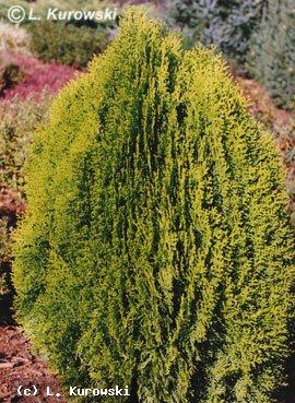 Arborvitae, 'Aurea Nana' Oriental arborvitae