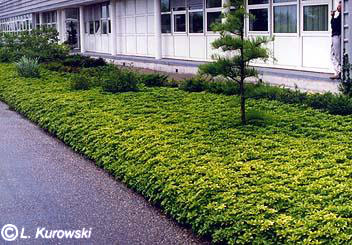 Runianka japońska 'Green Carpet'