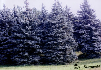 Spruce, 'Glauca' Blue spruce