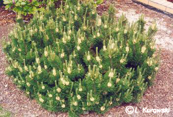 Pinus mugo 'Pumilio'