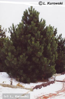 Pine, Austrian pine