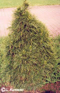 Pine, 'Globosa Viridis' Scots pine