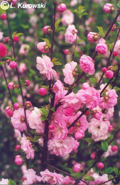 Plum, Flowering plum