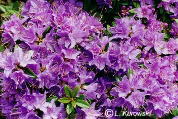 Rhododendron x hybrida