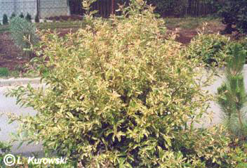 Salix cinerea 'Tricolor'